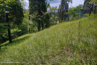 Rừng Dolostone Ridge và Valley – CEGL006030 Rừng Dolostone Ridge và Valley – CEGL006030