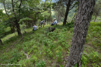 Rừng Dolostone Ridge và Valley – CEGL006030 Rừng Dolostone Ridge và Valley – CEGL006030