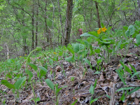 Rừng Dolostone Ridge và Valley – CEGL006030 Rừng Dolostone Ridge và Valley – CEGL006030