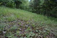 Rừng Dolostone Ridge và Valley – CEGL006030 Rừng Dolostone Ridge và Valley – CEGL006030