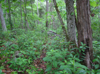 Cây sồi Chinquapin Appalachian Trung tâm - Rừng tuyết tùng đỏ phía Đông – CEGL006231 Cây sồi Chinquapin Appalachian Trung tâm - Rừng tuyết tùng đỏ phía Đông – CEGL006231