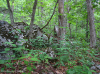 Cây sồi Chinquapin Appalachian Trung tâm - Rừng tuyết tùng đỏ phía Đông – CEGL006231 Cây sồi Chinquapin Appalachian Trung tâm - Rừng tuyết tùng đỏ phía Đông – CEGL006231