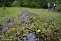 Đá vôi hàng năm Flatrock Barren – CEGL007073 Đá vôi hàng năm Flatrock Barren – CEGL007073