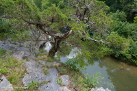 Gỗ sồi Chinquapin Trung Appalachian - Rừng tuyết tùng đỏ phương Đông - CEGL006231 Gỗ sồi Chinquapin Trung Appalachian - Rừng tuyết tùng đỏ phương Đông - CEGL006231