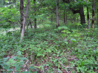 Cây sồi Chinquapin Appalachian Trung tâm - Rừng tuyết tùng đỏ phía Đông – CEGL006231 Cây sồi Chinquapin Appalachian Trung tâm - Rừng tuyết tùng đỏ phía Đông – CEGL006231