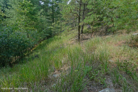 Rừng siêu mafic Blue Ridge phía Nam – CEGL004968