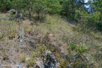 Rừng siêu mafic Blue Ridge phía Nam – CEGL004968