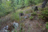 Rừng siêu mafic Blue Ridge phía Nam – CEGL004968