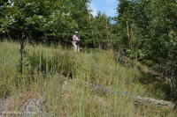 Rừng siêu mafic Blue Ridge phía Nam – CEGL004968