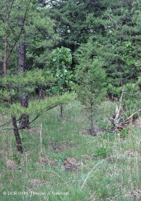 Rừng siêu mafic Piedmont