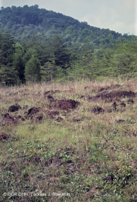 Đất cằn cỗi siêu mafic ở phía Nam Piedmont – CEGL006084