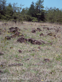 Đất cằn cỗi siêu mafic ở phía Nam Piedmont – CEGL006084