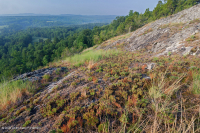 Piedmont Mafic Barren – CEGL006294