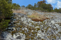 Piedmont Mafic Barren – CEGL006294