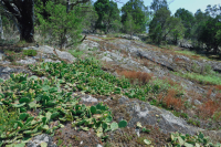 Piedmont Mafic Barren – CEGL006294