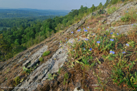 Piedmont Mafic Barren – CEGL006294