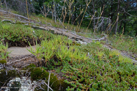 Piedmont Mafic Barren – CEGL006294