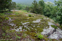 Piedmont Mafic Barren – CEGL006294