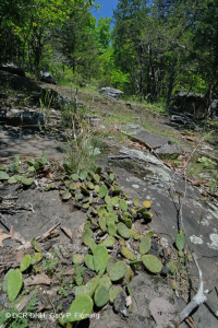 Piedmont Mafic Barren - CEGL006294