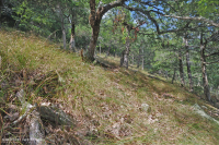 Đất Mafic/Cằn cỗi có đá vôi ở Trung Appalachian (Loại có độ cao thấp) – CEGL006037 (một phần)