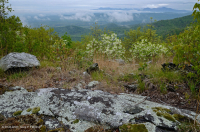 Đất Mafic/Cằn cỗi có đá vôi ở Trung Appalachian (Loại có độ cao thấp) – CEGL006037 (một phần)