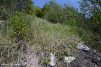 Đất Mafic/Cằn cỗi có đá vôi ở Trung Appalachian (Loại có độ cao thấp) – CEGL006037 (một phần)