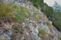 Đất Mafic/Cằn cỗi có đá vôi ở Trung Appalachian (Loại có độ cao thấp) – CEGL006037 (một phần)