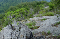 Đất Mafic/Cằn cỗi có đá vôi ở Trung Appalachian (Loại có độ cao thấp) – CEGL006037 (một phần)