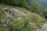 Đất Mafic Appalachian Trung tâm / Cằn cỗi có đá vôi (Loại có độ cao trung bình) – CEGL008529