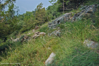 Đất Mafic/Cằn cỗi có đá vôi ở Trung Appalachian (Loại có độ cao thấp) – CEGL006037 (một phần)