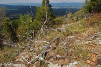 Đất Mafic/Cằn cỗi có đá vôi ở Trung Appalachian (Loại có độ cao thấp) – CEGL006037 (một phần)