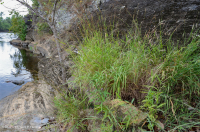 Đất Mafic/Cằn cỗi có đá vôi ở Trung Appalachian (Loại có độ cao thấp) – CEGL006037 (một phần)