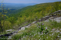 Đất Mafic Appalachian Trung tâm / Cằn cỗi có đá vôi (Loại có độ cao trung bình) – CEGL008529