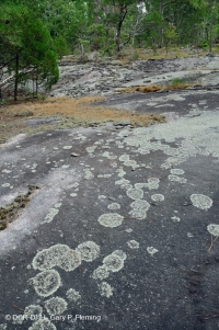 Đá granit Piedmont Flatrock – CEGL003857