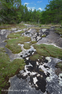 Đá granit Piedmont Flatrock - CEGL003857