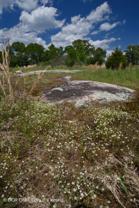 Đá granit Piedmont Flatrock – CEGL003857