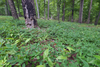 Rừng sồi-hickory có tính axit / Savanna – CEGL003722 Rừng sồi-hickory có tính axit / Savanna – CEGL003722