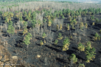 Rừng sồi-hickory có tính axit / Savanna – CEGL003722 Rừng sồi-hickory có tính axit / Savanna – CEGL003722