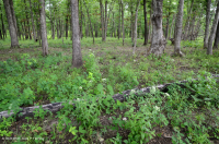 Rừng sồi-hickory có tính axit / Savanna – CEGL003722 Rừng sồi-hickory có tính axit / Savanna – CEGL003722