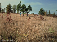 Rừng sồi-hickory có tính axit / Savanna – CEGL003722 Rừng sồi-hickory có tính axit / Savanna – CEGL003722