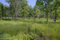 Rừng sồi-hickory có tính axit / Savanna – CEGL003722 Rừng sồi-hickory có tính axit / Savanna – CEGL003722