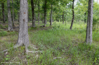 Rừng sồi-hickory có tính axit / Savanna – CEGL003722 Rừng sồi-hickory có tính axit / Savanna – CEGL003722