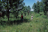 Rừng sồi-hickory có tính axit / Savanna – CEGL003722 Rừng sồi-hickory có tính axit / Savanna – CEGL003722