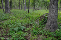 Rừng sồi-hickory cơ bản/Xavan – CEGL003721 Rừng sồi-hickory cơ bản/Xavan – CEGL003721