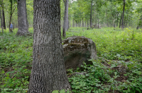 Rừng sồi-hickory cơ bản/Xavan – CEGL003721 Rừng sồi-hickory cơ bản/Xavan – CEGL003721