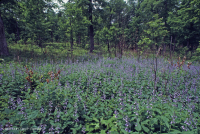 Rừng sồi-hickory cơ bản/Xavan – CEGL003721 Rừng sồi-hickory cơ bản/Xavan – CEGL003721