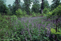 Rừng sồi-hickory cơ bản/Xavan – CEGL003721 Rừng sồi-hickory cơ bản/Xavan – CEGL003721