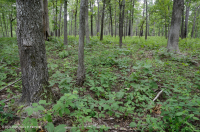 Rừng sồi-hickory cơ bản/Xavan – CEGL003721 Rừng sồi-hickory cơ bản/Xavan – CEGL003721