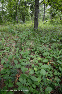 Rừng sồi-hickory cơ bản/Xavan – CEGL003721 Rừng sồi-hickory cơ bản/Xavan – CEGL003721