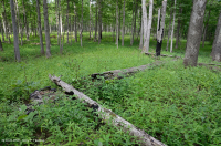 Rừng sồi-hickory cơ bản/Xavan – CEGL003721 Rừng sồi-hickory cơ bản/Xavan – CEGL003721